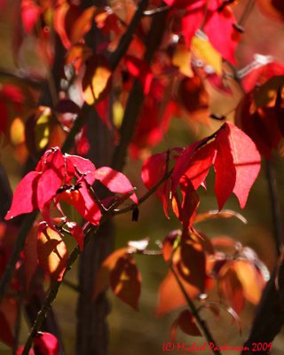 Leaf Peeping 09816 copy.jpg
