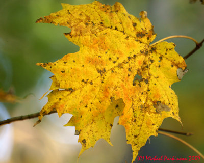 Leaf Peeping 09636 copy.jpg