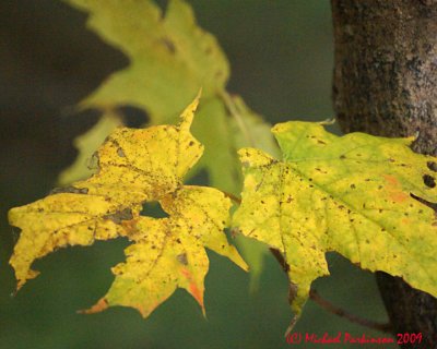 Leaf Peeping 09639 copy.jpg