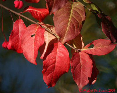 Leaf Peeping 09746 copy.jpg