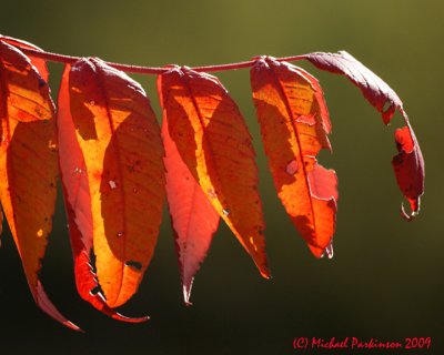 Leaf Peeping 09761 copy.jpg
