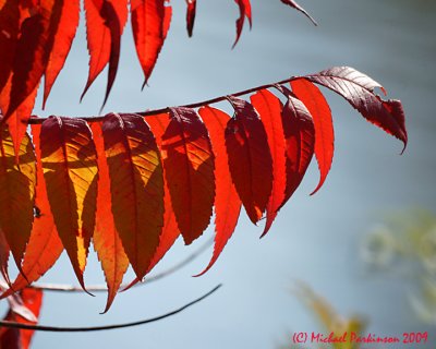 Leaf Peeping 09762 copy.jpg