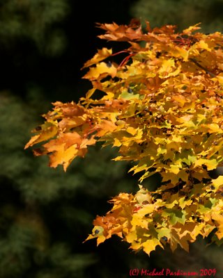 Leaf Peeping 09892 copy.jpg