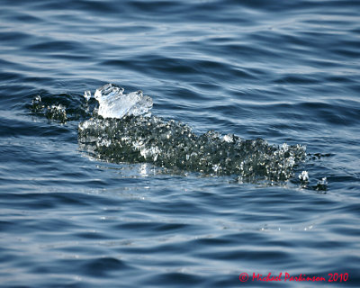 Ice Is Nice 01256 copy.jpg