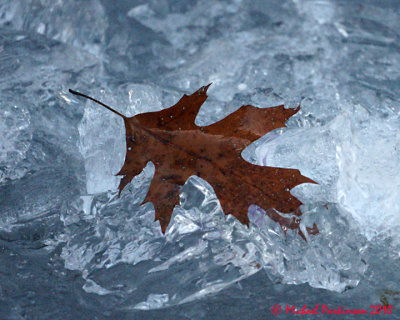 Ice Is Nice 01319 copy.jpg