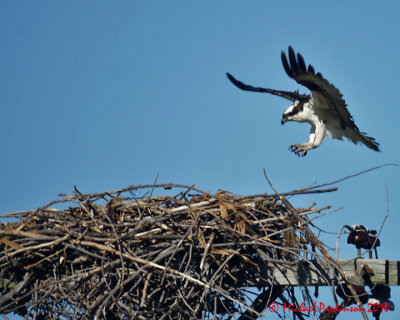 Ospreys 02800.jpg