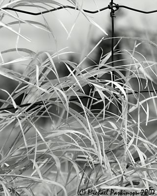Grass 06702.JPG
