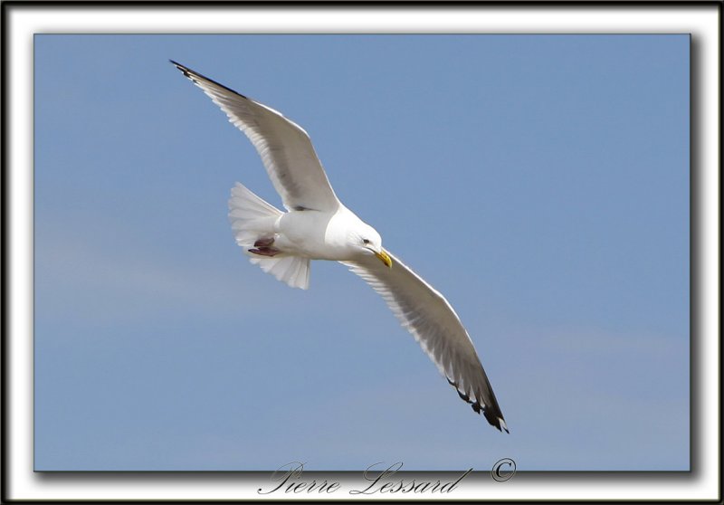 GOLAND ARGENT  /  HERRING GULL    _MG_6833a