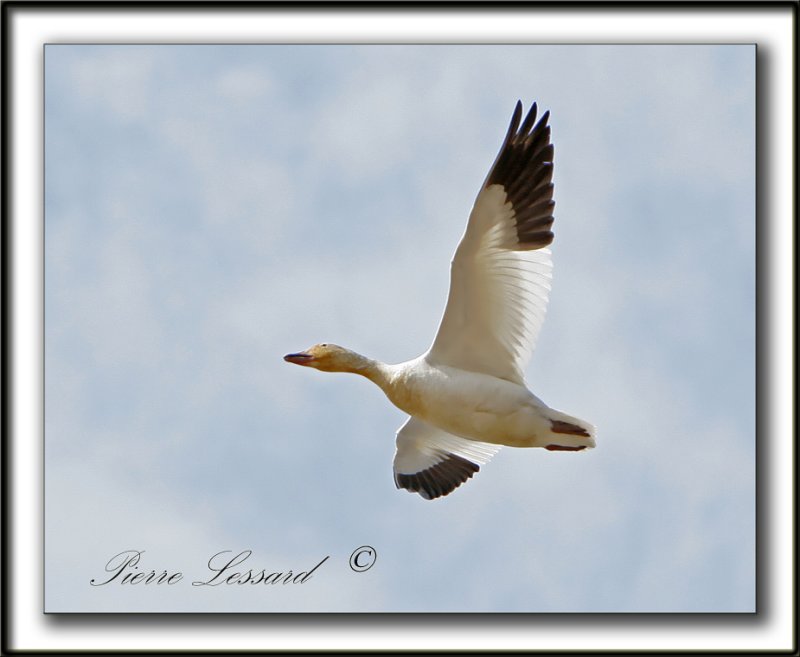 OIE DES NEIGES  /   SNOW GOOSE    _MG_9963b