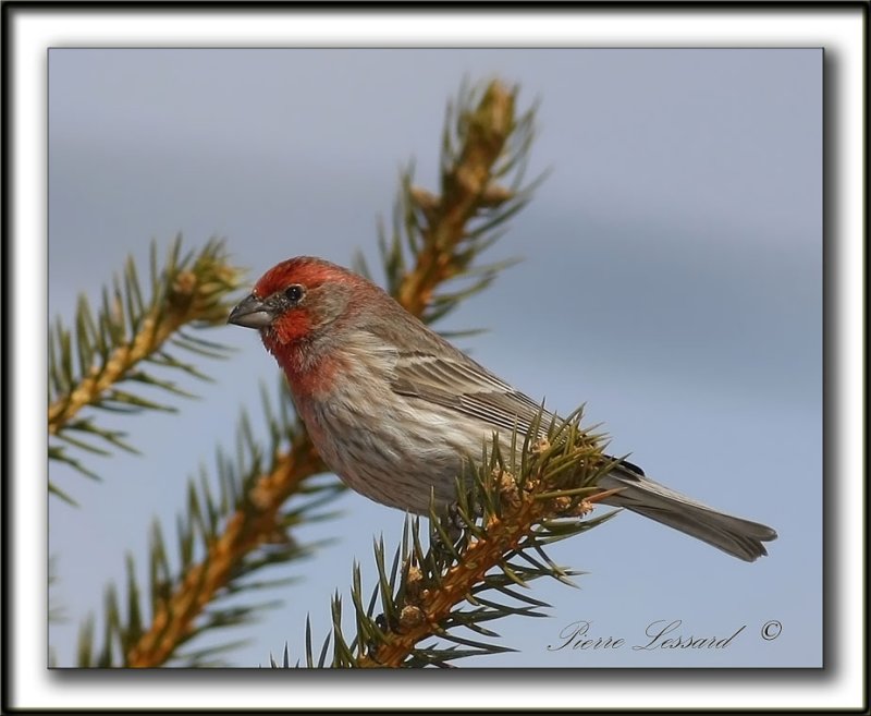 ROSELIN FAMILIER     /  HOUSE FINCH     _MG_3304b