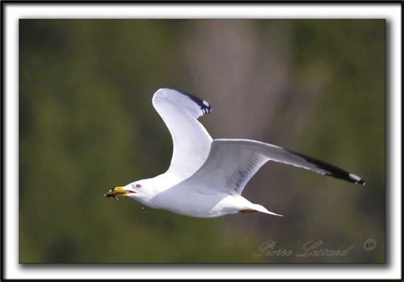 GOLAND  BEC CERCL  /  RING-BILLED GULL      _MG_0342a