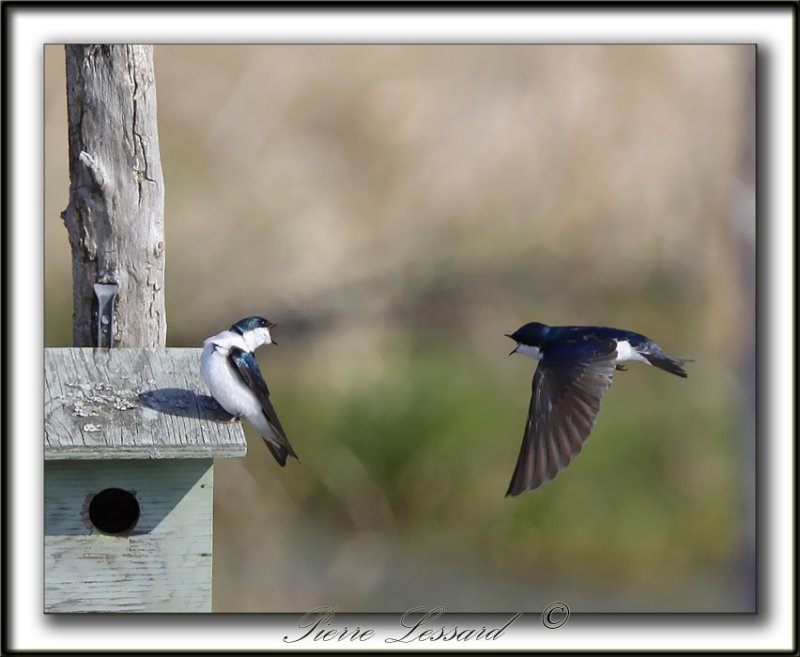 HIRONDELLE BICOLORE - TREE SWALLOW TAIL    _MG_0222c