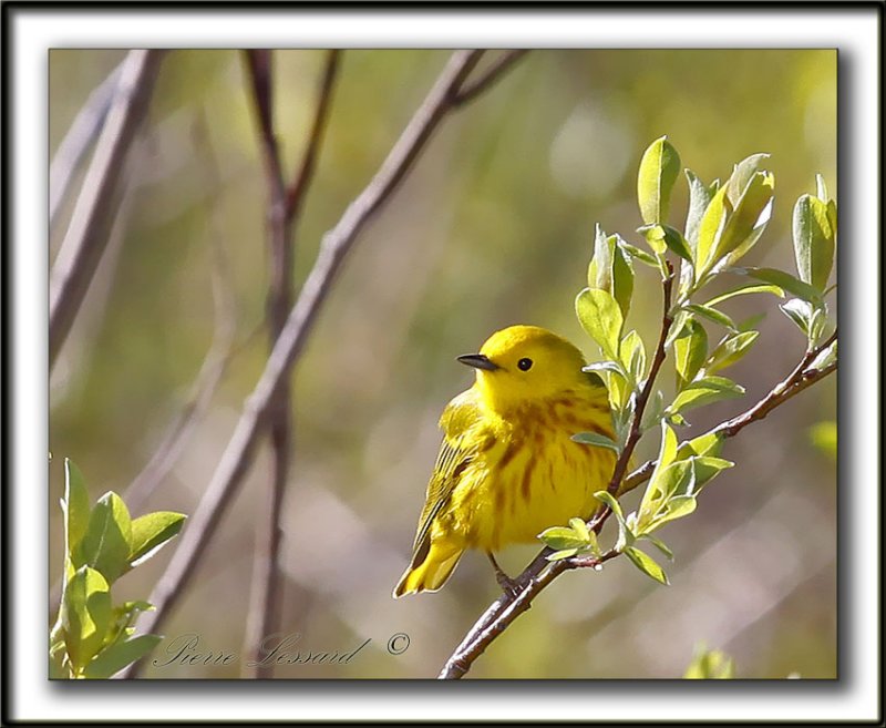 PARULINE JAUNE / YELLOW WARBLER    _MG_2740b