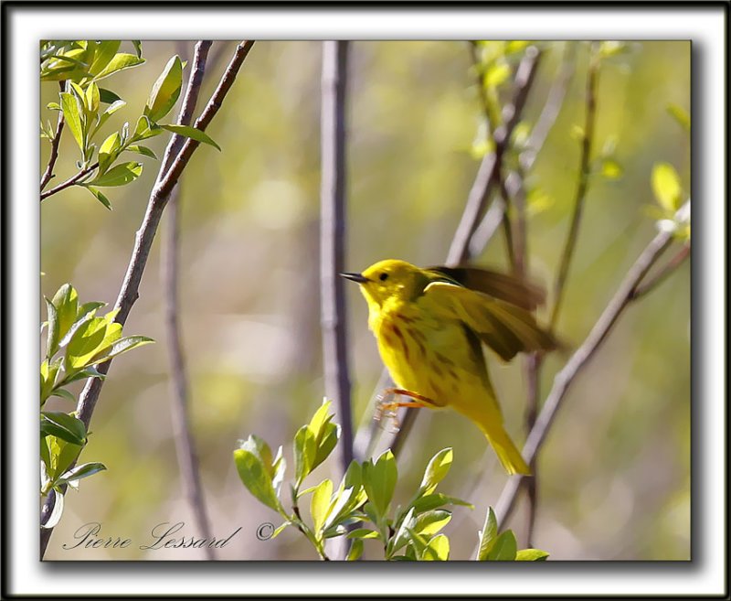 PARULINE JAUNE / YELLOW WARBLER    _MG_2744a