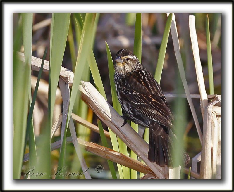 CAROUGE  PAULETTES, femelle  /    RED-WINGED BLACKBIRD, female      _MG_2569b