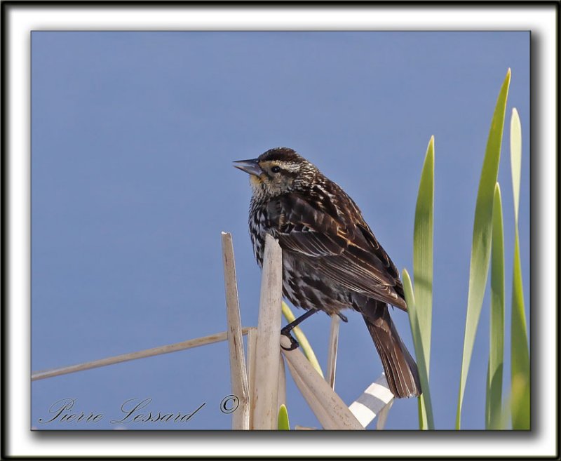 CAROUGE  PAULETTES, femelle  /    RED-WINGED BLACKBIRD, female      _MG_2572b