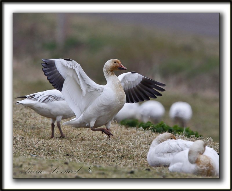 OIE DES NEIGES  /   SNOW GOOSE      _MG_1086a