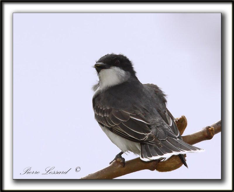TYRAN TRITRI  /  EASTERN KINGBIRD       _MG_2449a