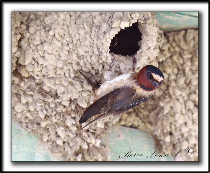 HIRONDELLE  FRONT BLANC  /  CLIFF SWALLOW    _MG_4527a