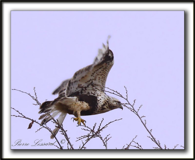 BUSE PATTUE, forme ple  /   ROUGH-LEGGED HAWK, light phase   _MG_6096 aa