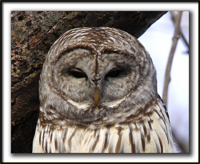 CHOUETTE RAYE   /   BARRED OWL    _MG_6465 aa