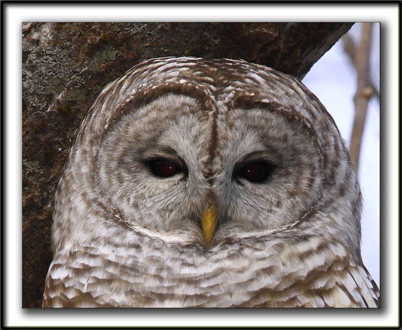 CHOUETTE RAYE   /   BARRED OWL    _MG_6479 aa