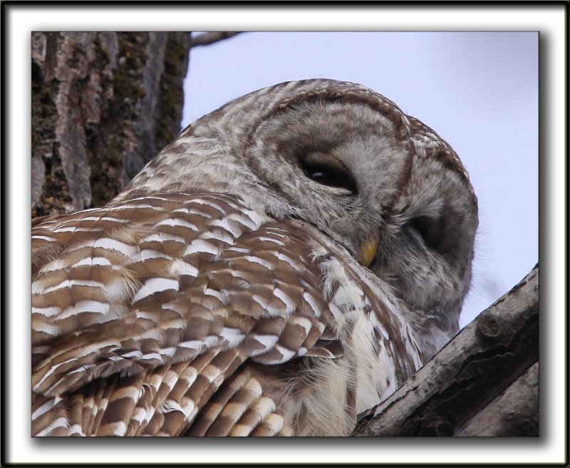 CHOUETTE RAYE   /   BARRED OWL    _MG_6621 aa