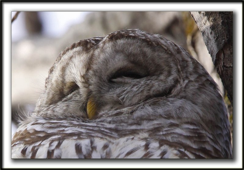 CHOUETTE RAYE   /   BARRED OWL    _MG_6606 aa