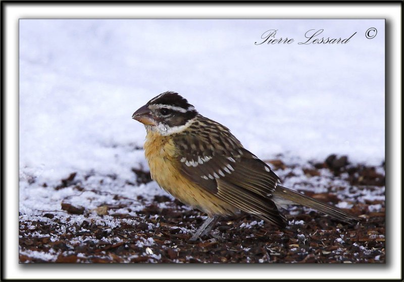 CARDINAL  TTE NOIRE, femelle   /   BLACK HEADED GROSBEAK, female     _MG_6367 aa