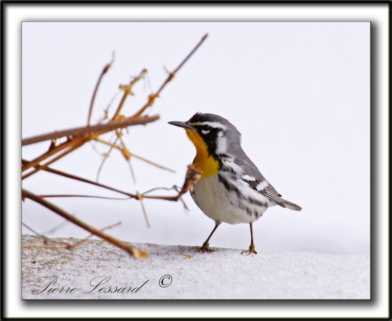 PARULINE  GORGE JAUNE, mle   /   YELLOW-THROATED WARBLER, male    _MG_6979 a