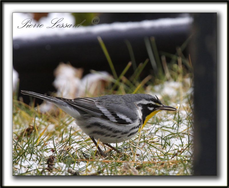PARULINE  GORGE JAUNE, mle   /   YELLOW-THROATED WARBLER, male    _MG_6984 aa