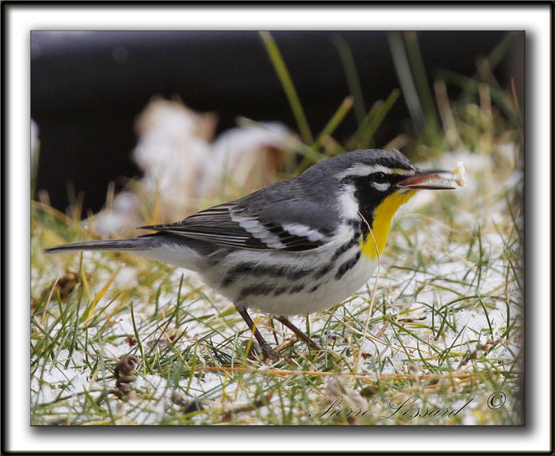 PARULINE  GORGE JAUNE, mle   /   YELLOW-THROATED WARBLER, male    _MG_6985 aa