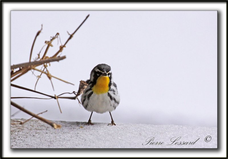 PARULINE  GORGE JAUNE, mle   /   YELLOW-THROATED WARBLER, male    _MG_6978 aa