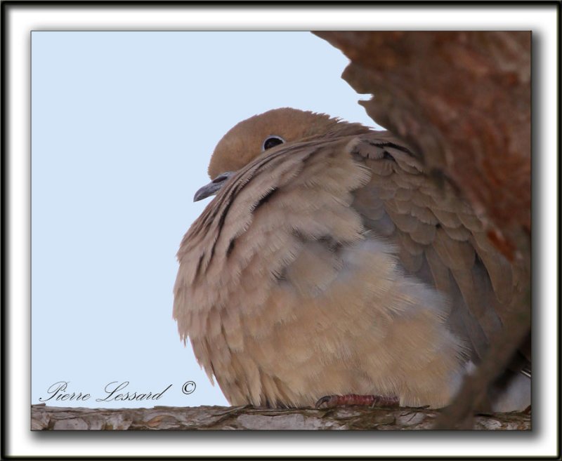 TOURTERELLE TRISTE  -  MOURNING DOVE      _MG_6842 a