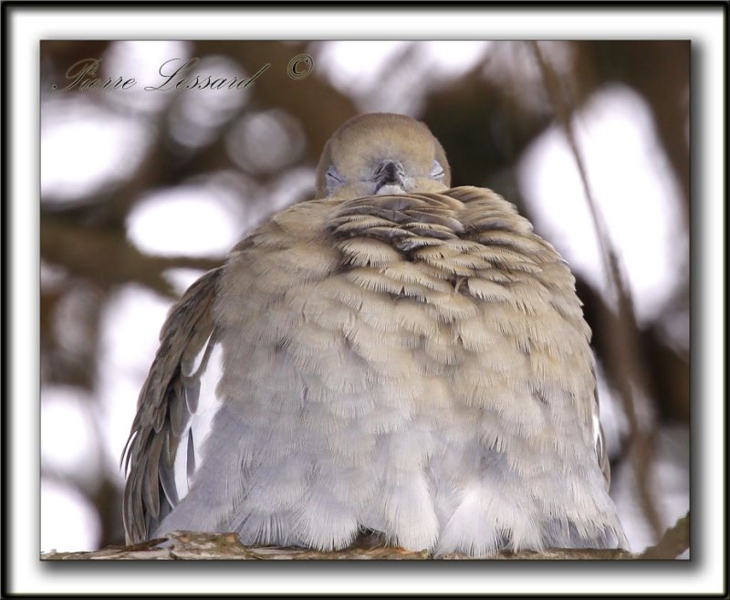 TOURTERELLE  AILES BLANCHES   /   WHITE-WINGED DOVE    _MG_6915 a
