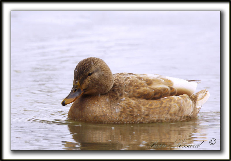  COLVERT LEUCIQUE, femelle   /   MALLARD LOUCOUS DUCK, female   _MG_7033 a
