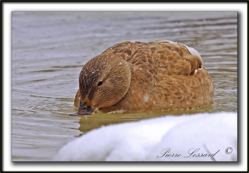  COLVERT LEUCIQUE, femelle   /   MALLARD LOUCOUS DUCK, female   _MG_7040 a