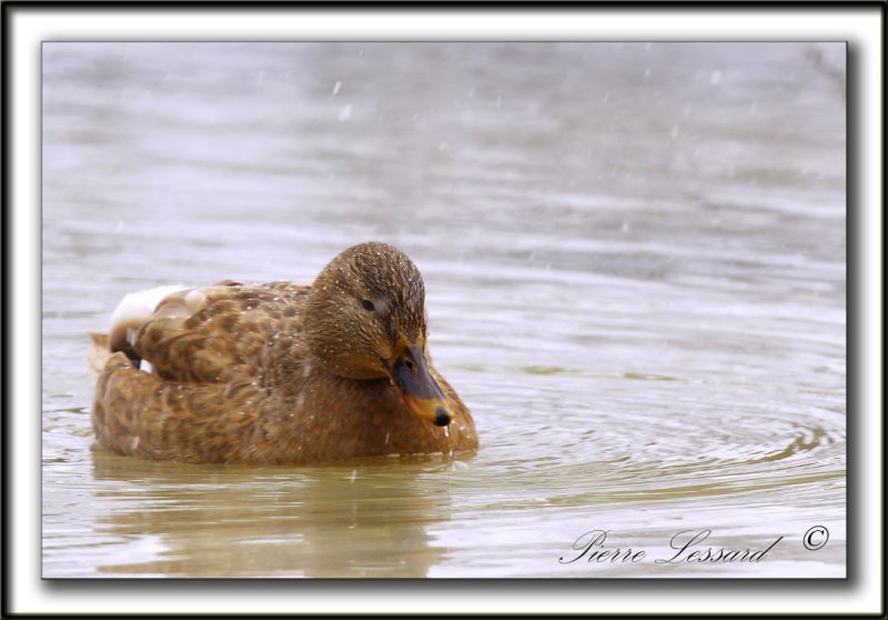 COLVERT LEUCIQUE, femelle   /   MALLARD LOUCOUS DUCK, female   _MG_7048 a