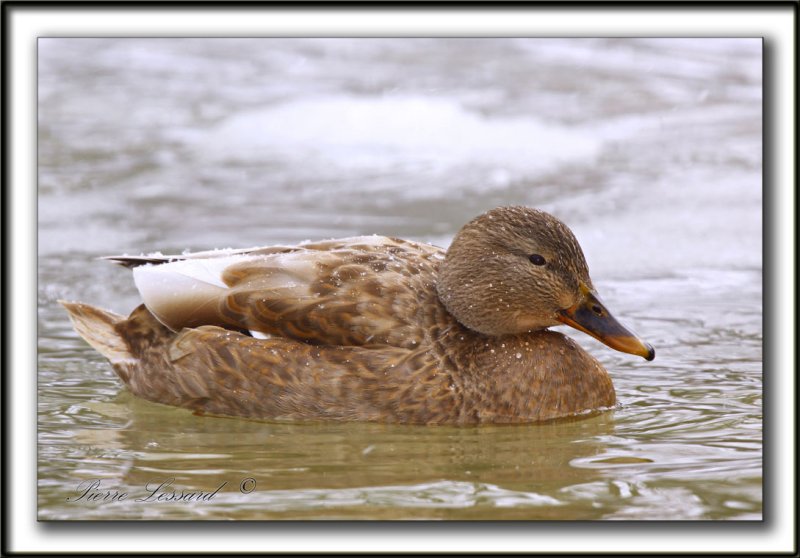  COLVERT LEUCIQUE, femelle   /   MALLARD LOUCOUS DUCK, female   _MG_7064  b2