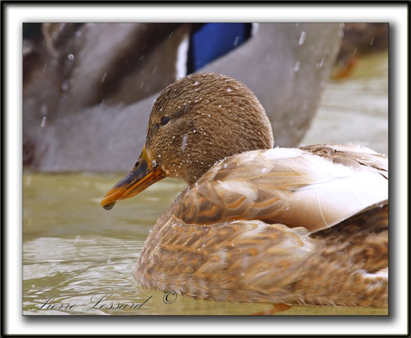  COLVERT LEUCIQUE, femelle   /   MALLARD LOUCOUS DUCK, female   _MG_7058 a