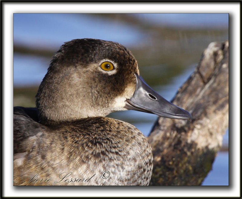 FULIGULE  COLLIER, jeune femelle   /   RING-NECKED DUCK, young female    _MG_3080 a