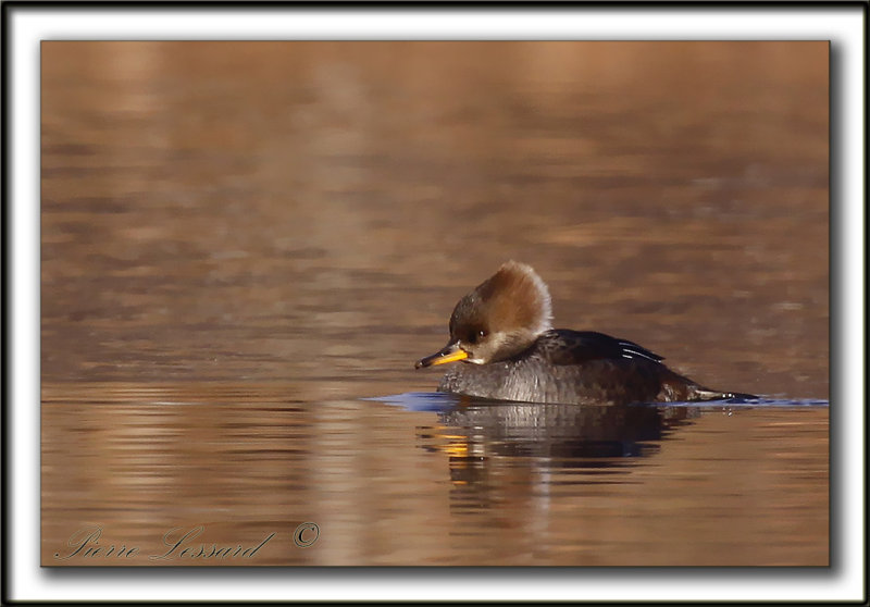 HARLE COURONN, femelle  /  HOODED MERGANSER, female   _MG_5452 a  -  Base de plein air Ste-Foy