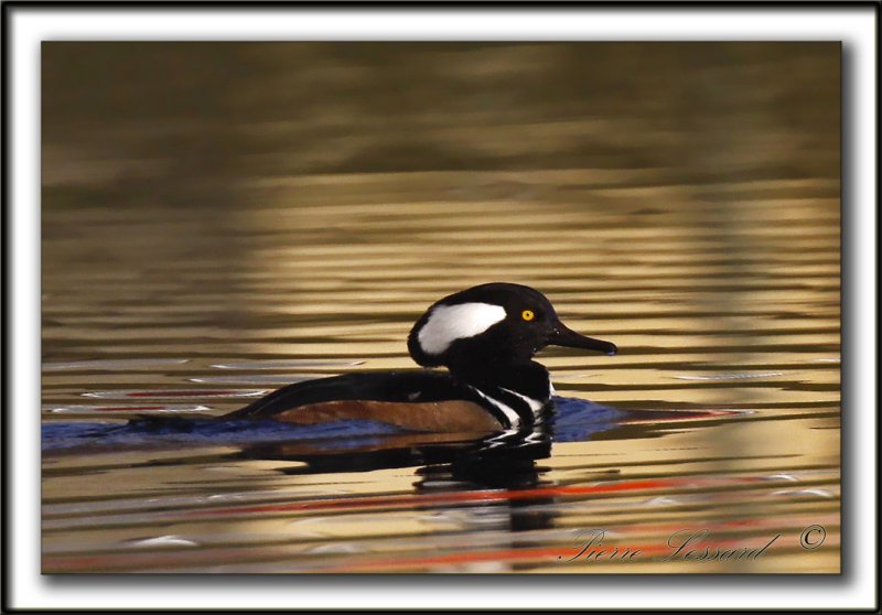 HARLE COURONN, mle  /  HOODED MERGANSER, male   _MG_5612 a crop  -  Base de plein air Ste-Foy