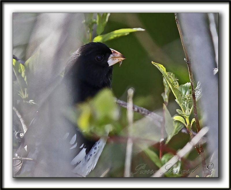 CARDINAL  POITRINE ROSE, mle   /   ROSE-BREASTED GROSBEAK, male    _MG_3039b