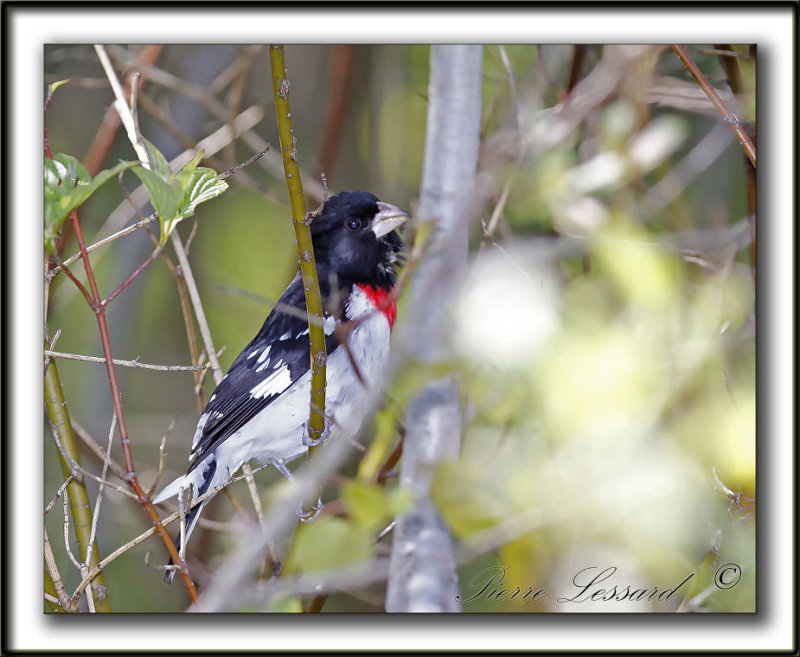 CARDINAL  POITRINE ROSE, mle   /   ROSE-BREASTED GROSBEAK, male    _MG_3041b
