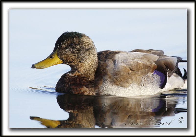 COLVERT HYBRIDE  /   MALLARD HYBRID   _MG_0453 a