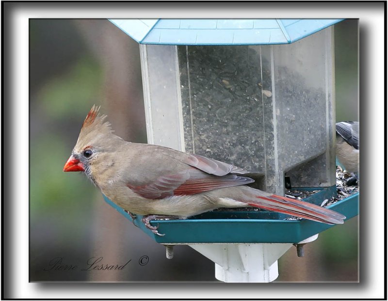    CARDINAL ROUGE, femelle   /    NORTHERN CARDINAL, female      _MG_2308