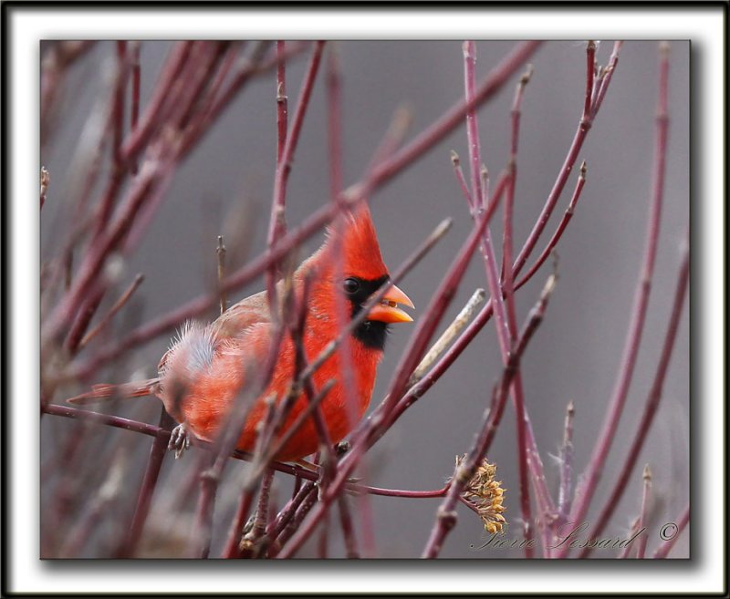 CARDINAL ROUGE, mle   /    NORTHERN CARDINAL, male     _MG_4291 a