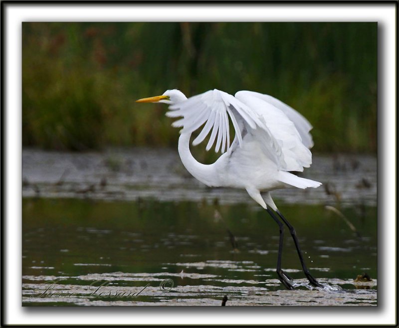 GRANDE AIGRETTE  /  GREAT EGRET    _MG_2085 a