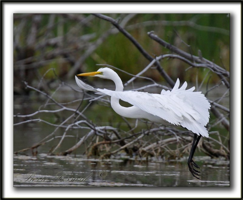 GRANDE AIGRETTE  /  GREAT EGRET    _MG_2091 a